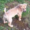 SAMSI -rundum tolles Hundekind-