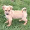 SAMSI -rundum tolles Hundekind-