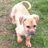 SAMSI -rundum tolles Hundekind-