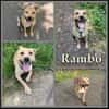 Rambo sucht ein Zuhause