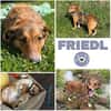 FRIEDL -ruhig & verschmust-
