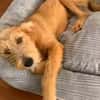 Gute Laune Lenny-wartet in PLZ 60599