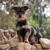 TARA
