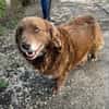 Fussel, lieber Hund sucht neues Zuhause
