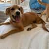Hope, verspielter Welpe sucht Familie