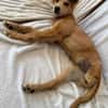 Hope, verspielter Welpe sucht Familie