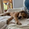 Hope, verspielter Welpe sucht Familie