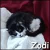 Zodi