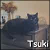 Tsuki