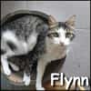 Flynn