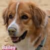 Bailey - aufmerksam und sensibel