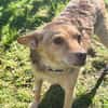 Roya sucht ihre liebe Familie....