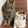 Alma & Sassy Traumpärchen sucht Paradies