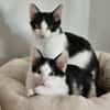 Binx & Zeus - Verspieltes Katzenpärchen