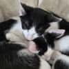 Binx & Zeus - Verspieltes Katzenpärchen