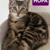 HOPA A ADOPTÉE AVEC SES FRÈRES OU SŒURS OU LA MAMAN / PEUT ÊTRE ADOPTÉ SEULE SI DEJA UN CHAT PRÉSENT CHEZ VOUS