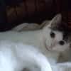 Kajko