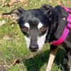 Pinscher-Mix COOKIE sucht ein Zuhause
