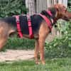Toller Bracke SNICKER sucht ein Zuhause