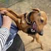 Toller Bracke SNICKER sucht ein Zuhause