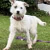 Nussini Terriermix / PLZ 82284
