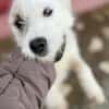 Nussini Terriermix / PLZ 82284
