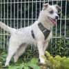 Nussini Terriermix / PLZ 82284