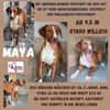 💕Maya 💕 sucht ihre Familie