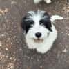Ein kleines Herz Namens Rangy sucht