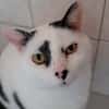 ARLEQUIN