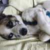 Tommy - kleiner Kuschelprinz mit Herz