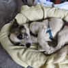 Tommy - kleiner Kuschelprinz mit Herz