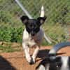 Kelly, reizende Hundedame aus Asbach