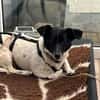 Kelly, reizende Hundedame aus Asbach