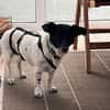 Kelly, reizende Hundedame aus Asbach