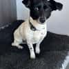 Kelly, reizende Hundedame aus Asbach
