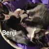 BENJI