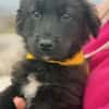 Momo sucht ein liebevolles Zuhause