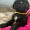 Momo sucht ein liebevolles Zuhause