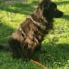 Moki - flauschiger Hundejunge 🍀