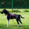 Ikem ein Special Hund sucht ein Zuhause