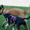 Ikem ein Special Hund sucht ein Zuhause