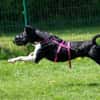 Ikem ein Special Hund sucht ein Zuhause