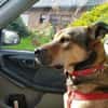 Terry:Jetzt werde ich auch Familienhund