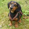 Timon 28cm geb.10/2022 ein toller Dackel