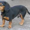 Timon 28cm geb.10/2022 ein toller Dackel