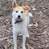 Cappy - Schlappohr sucht Dich