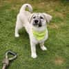 Nico - Mischlingswelpe, 5 Monate alt,