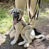 Nico - Mischlingswelpe, 5 Monate alt,