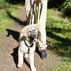 Nico - Mischlingswelpe, 5 Monate alt,